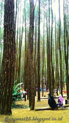 Hutan Pinus