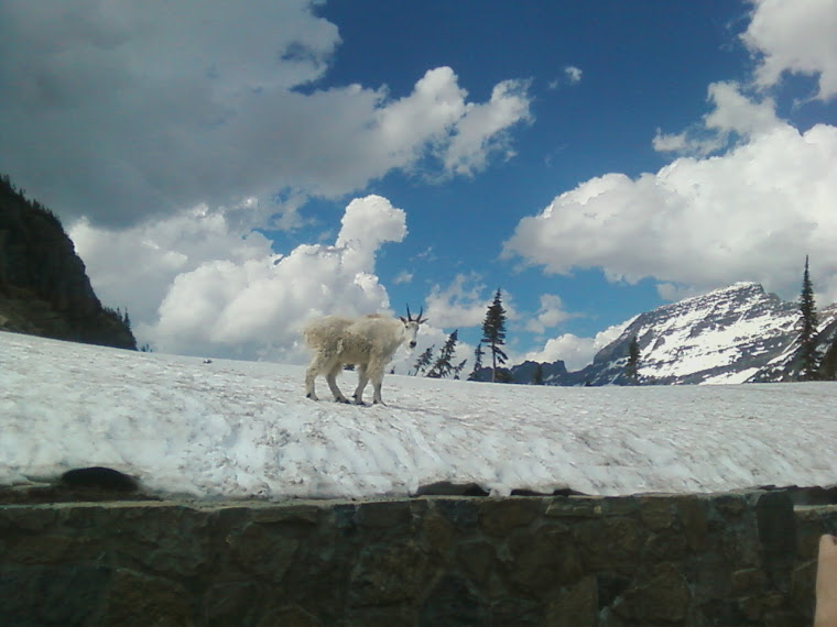 Glacier Mt goat