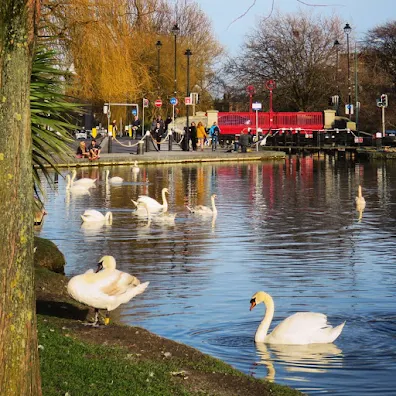 One Day in Dublin City Itinerary: the swans of Portobello