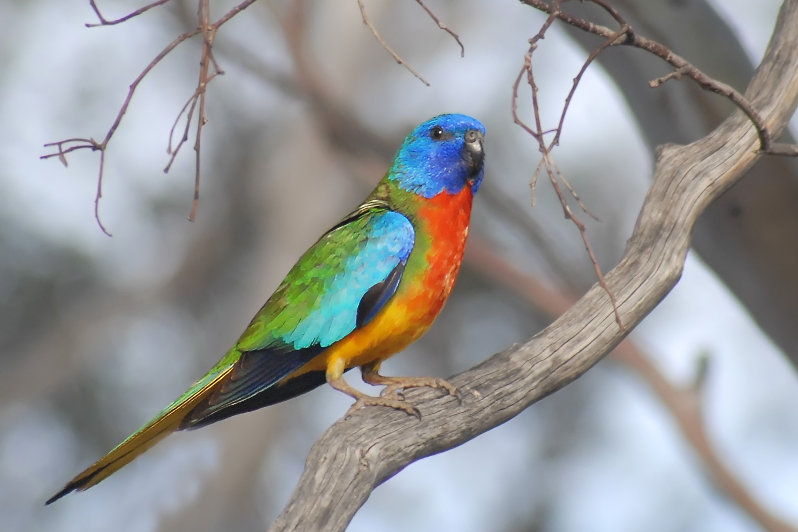 Scarlet-chested Parrot