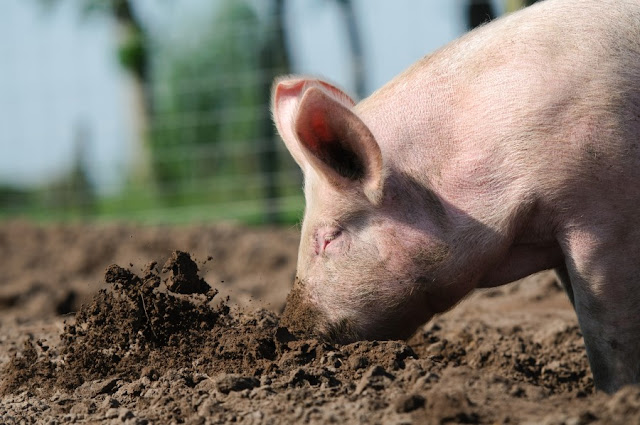  Makan Babi Bahaya atau Gak? Waspadai 7 Penyakit dari Daging Babi Ini!