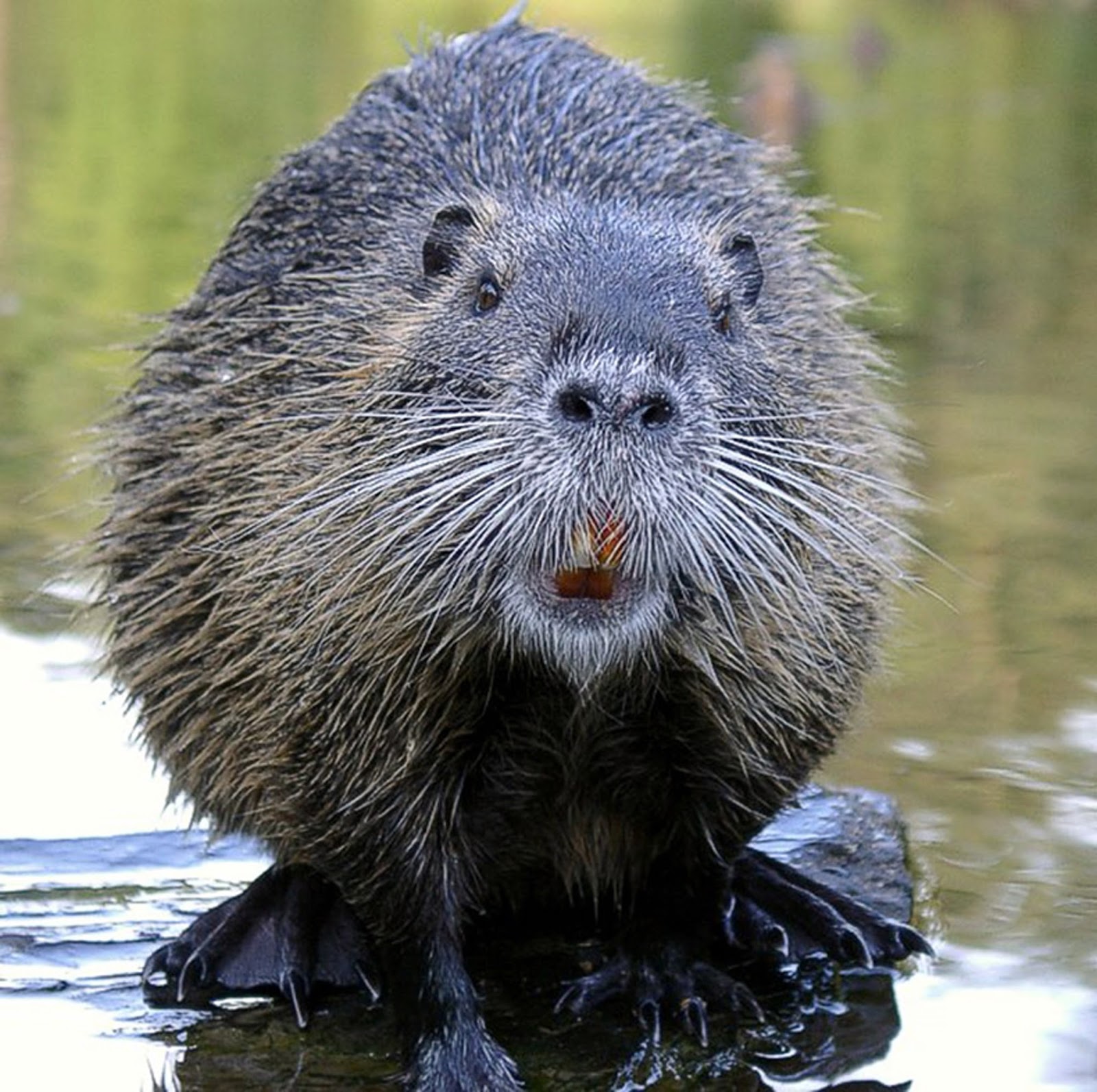 Imagehub: beaver animal images HD Free Download