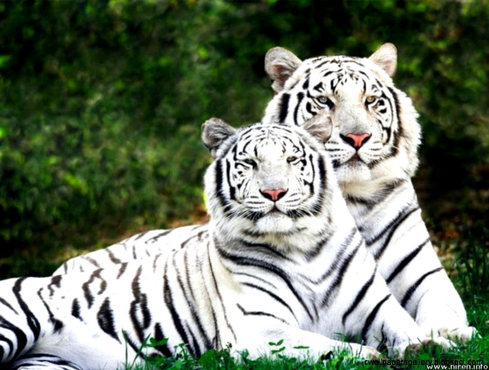 Really Cute Baby White Tigers  Amazing Wallpapers