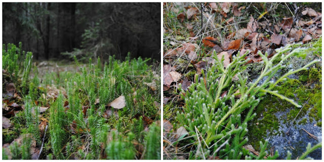 Ärligt och härligt om trädgård och natur: Julpynt från skogen