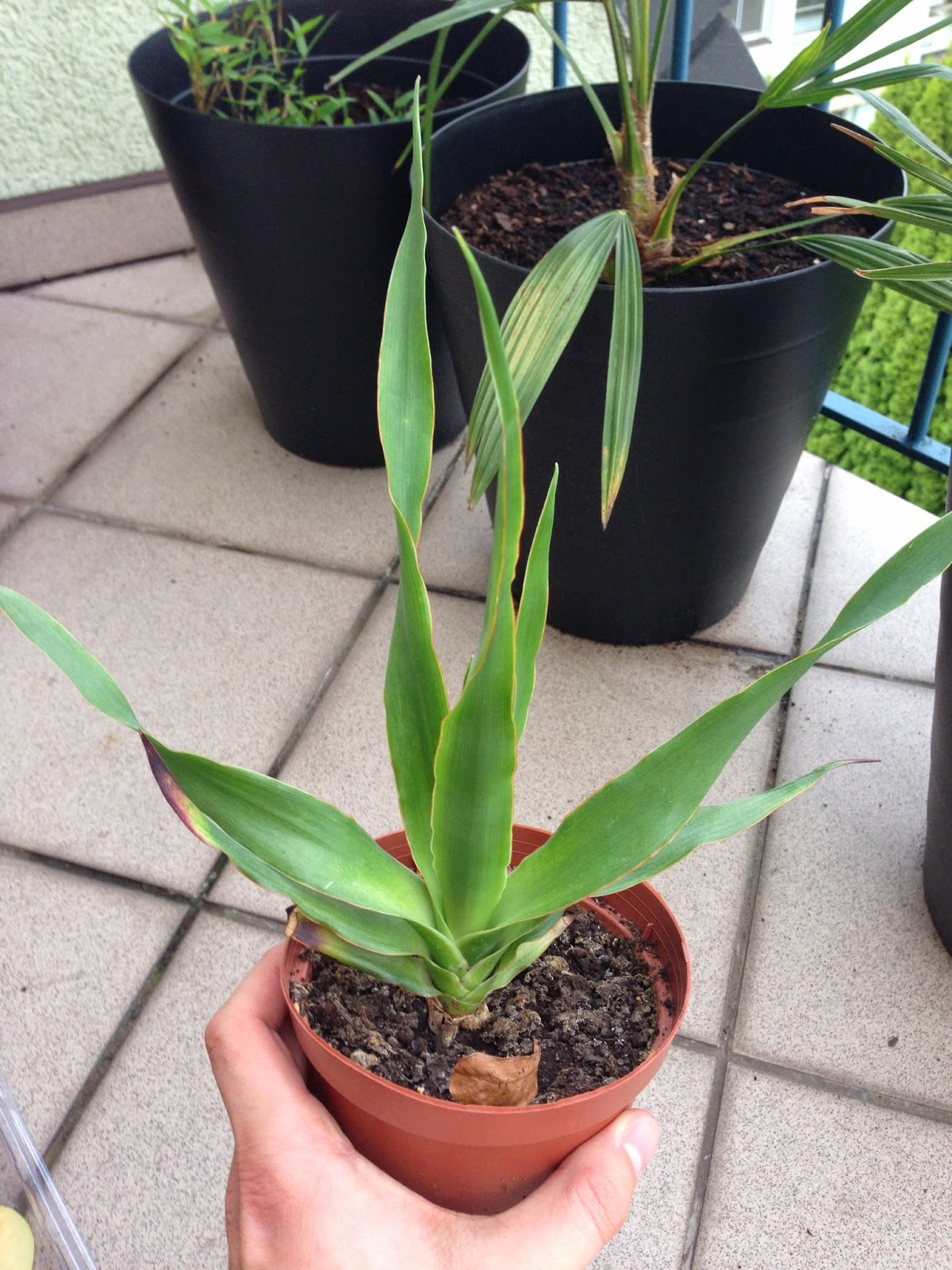 Rośliny ciekawe i niecodzienne uprawiane w Polsce Dracena smocza w