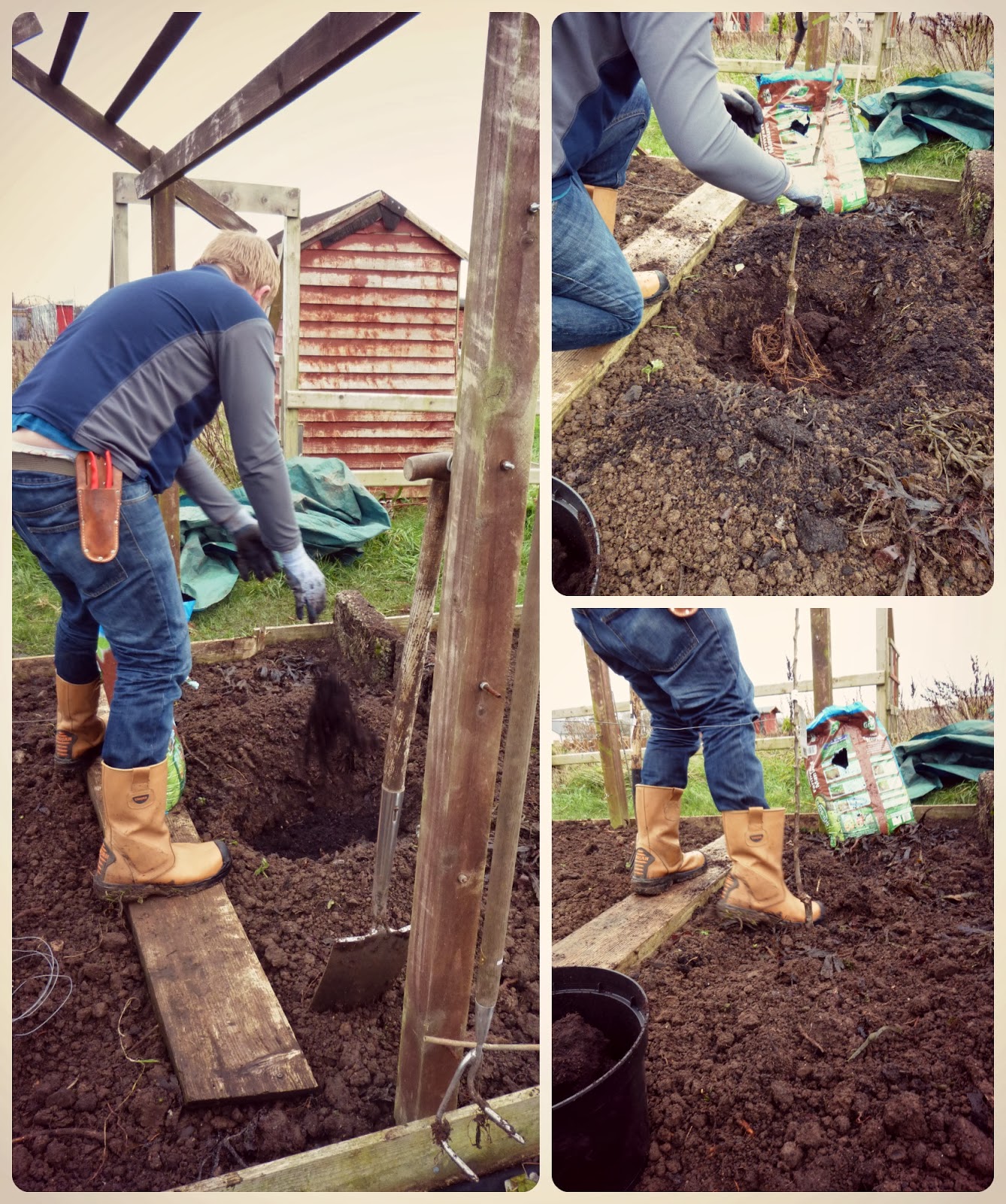 planting an apple tree (pt1)  - 'Grow Our Own' Allotment blog
