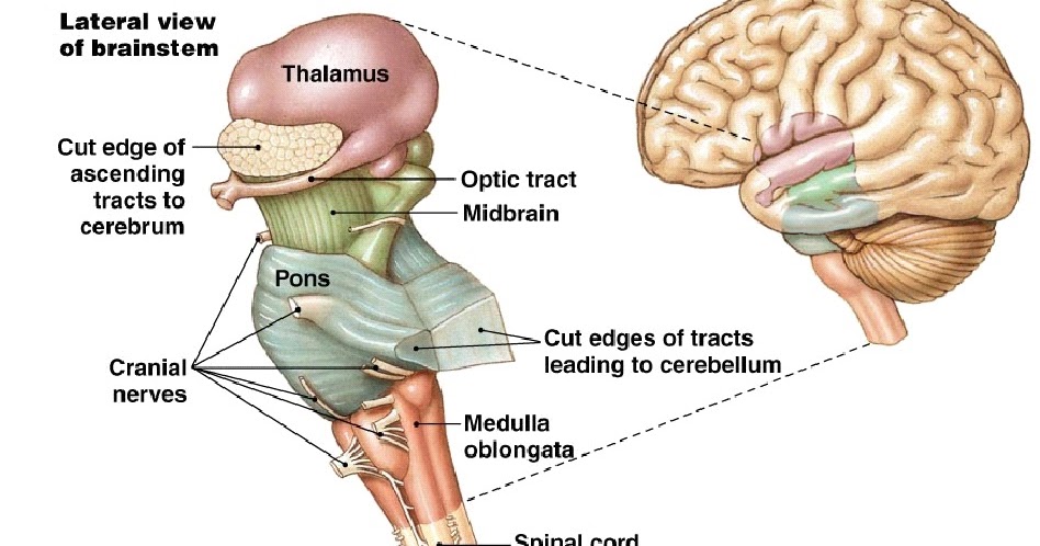 Anatomy Made Easy : Brainstem -Neuroanatomy-