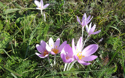 #EUNUMAIZIC - SEPTEMBRIE