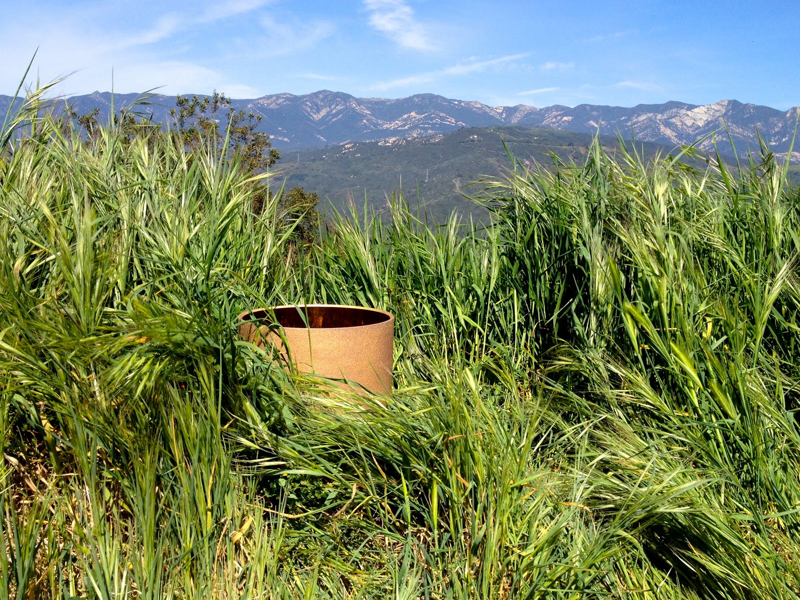 Star Essence Blog: Making the Wild Oat Essence