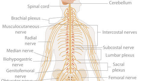 How does the Nervous System Work?