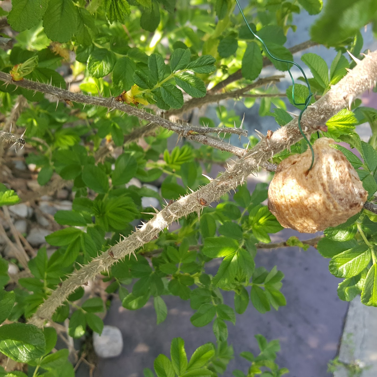 Gear Acres at Top of the Hill Praying Mantis Egg Cases Part 1