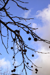 tree silhouettes winter silhouette trees reveling lots