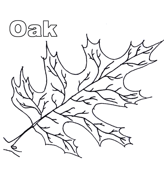 oak leaf coloring pages - photo #15