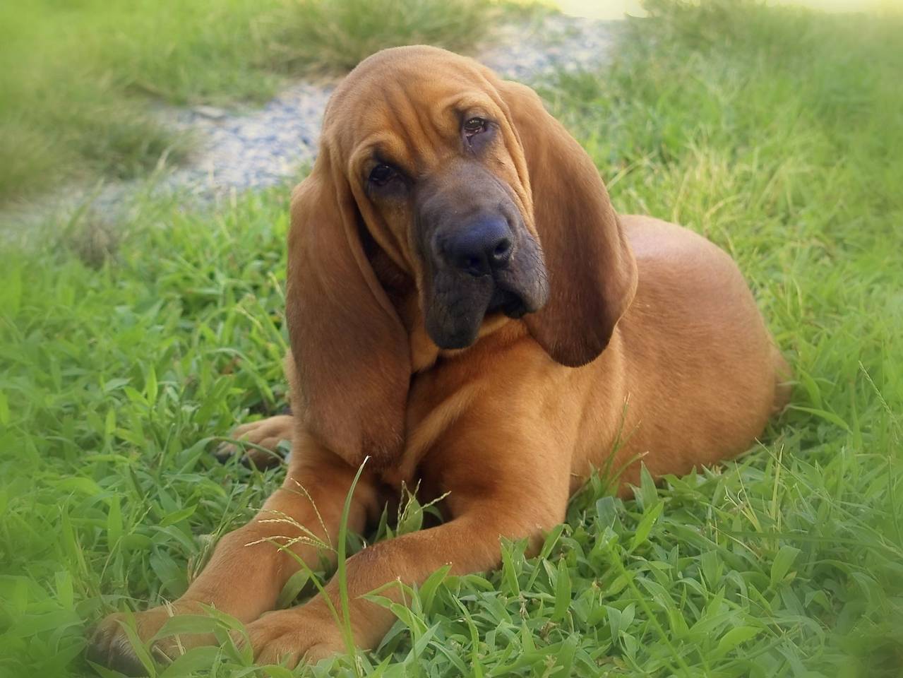Buy Bloodhound Puppies In North Dakota USA