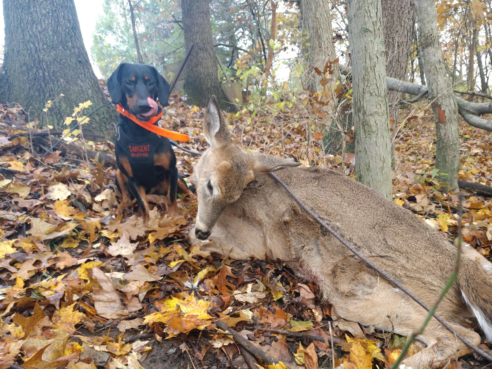 Miller Deer Tracking 2018 Michigan and Ohio recoveries.