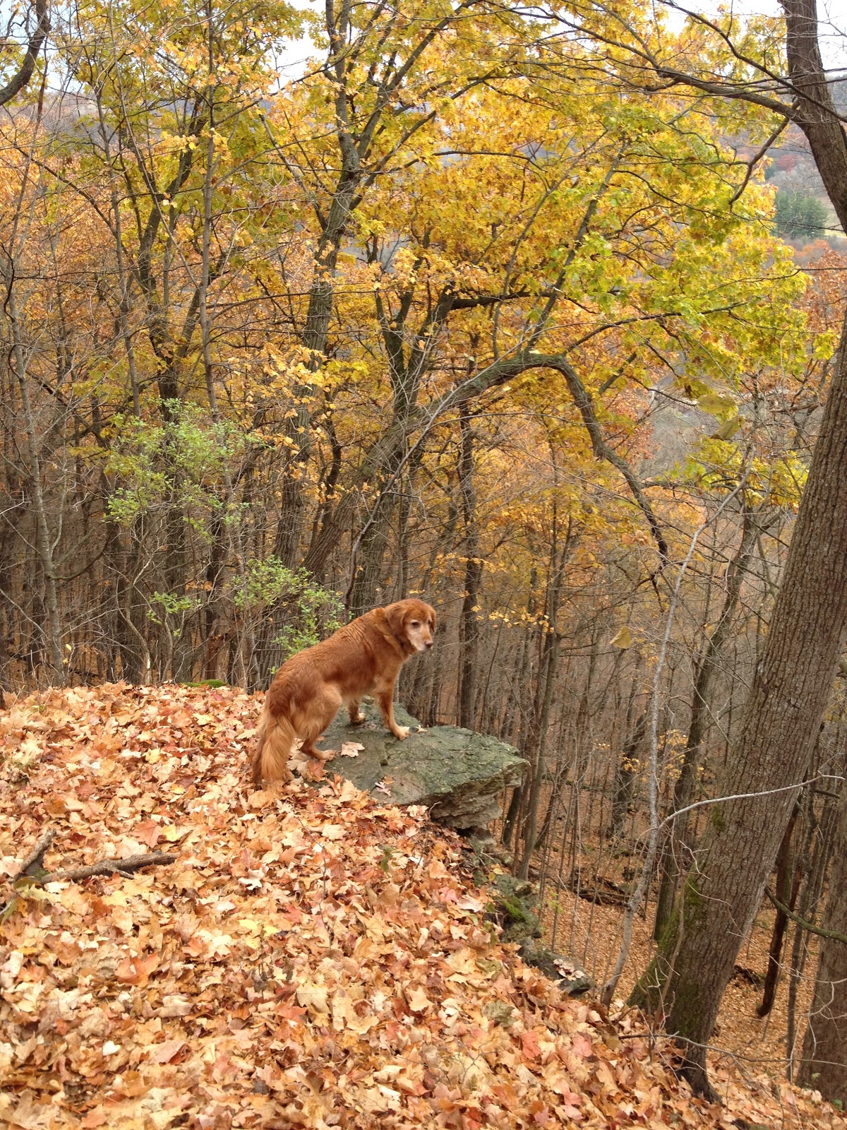 Travels with Rocky the Dog Whitewater State Park and the Root River Valley