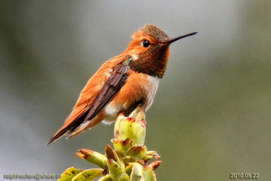 The Backyard Wildbird and Nature Store Nanaimo bird report, March 23, 2014