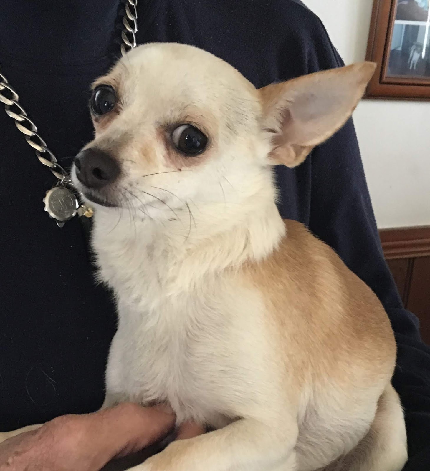 Chihuahua Rescue Illinois - lye711g