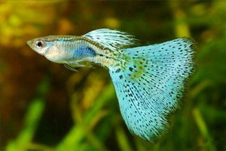 Camera D'Aria Guppy 14x1.50-1.75 Per Moto - Facile Montaggio E Resistente - Foto 10