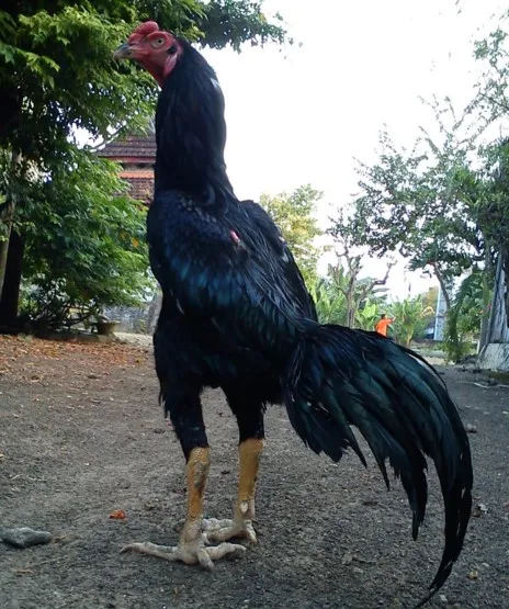 Ayam Bangkok Hitam