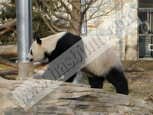 Panda Besar Panda Besar