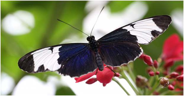 Butterfly Conservatory Butterfly Conservatory