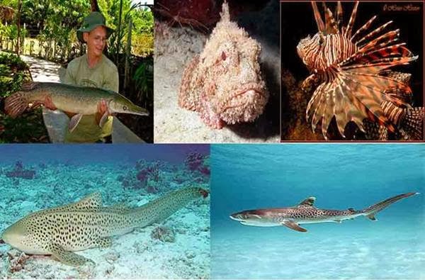 Linda liana: 5 Ikan Laut yang Memiliki Nama Samaran atau Nama Lain di Dunia