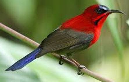 Macam Dan Jenis Burung Pemakan Buah Buahan Dan Penghisap Nektar