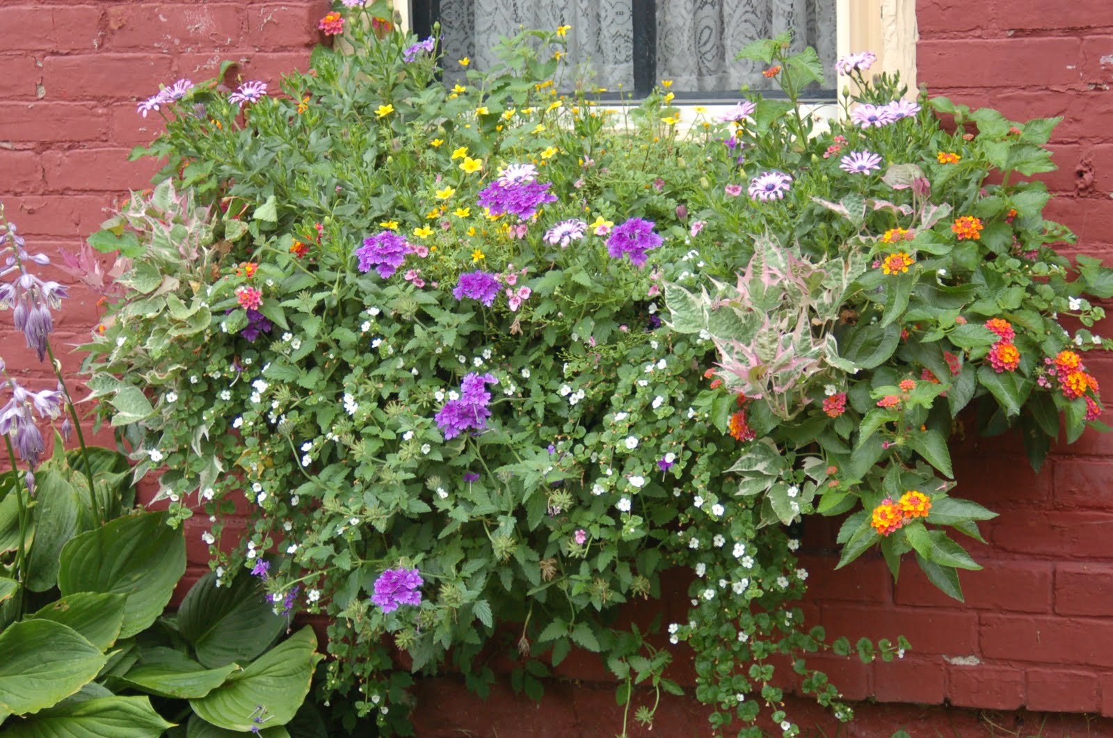 bwisegardening Day 286 Window Box Wowzers!