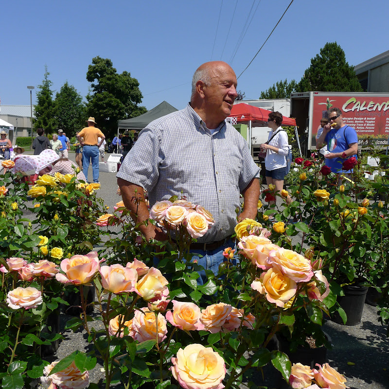 Good Life Northwest The Seven Essentials For Growing Healthy Roses