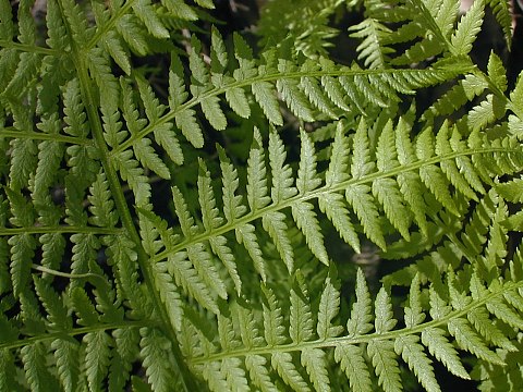 Naditya Blog Tumbuhan Paku Pteridophyta