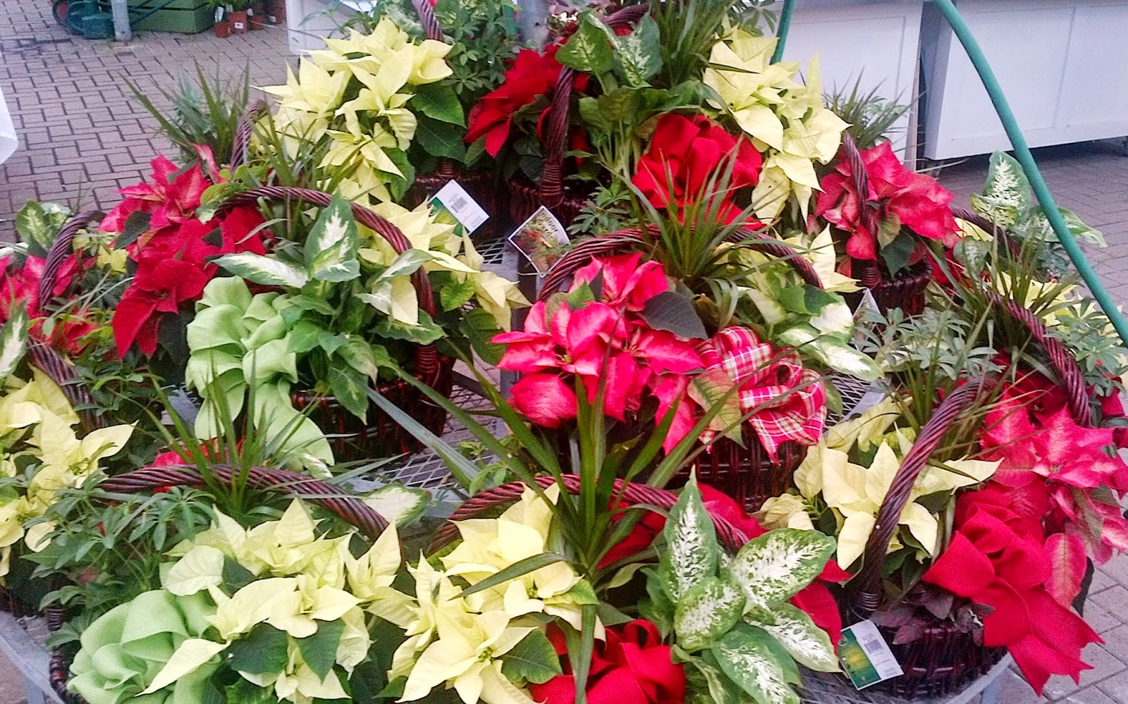 DESIGN SAVVY INTERIORS Christmas has come to Sheridan Nurseries
