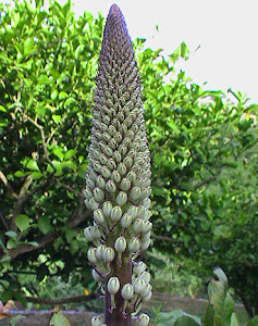 Gamón (Asphodelus albus)flor silvestre blanca