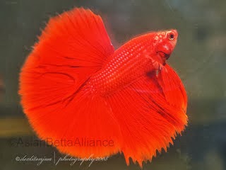 ini dia 7 Ikan Cupang terbagus Di Dunia ~ Ikan Cupang