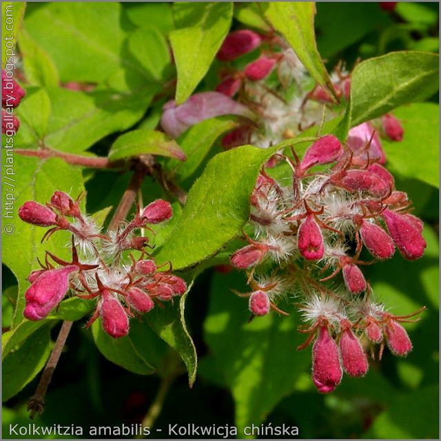 Kolkwitzia amabilis flower buds - Kolkwicja chińska pąki kwiatowe