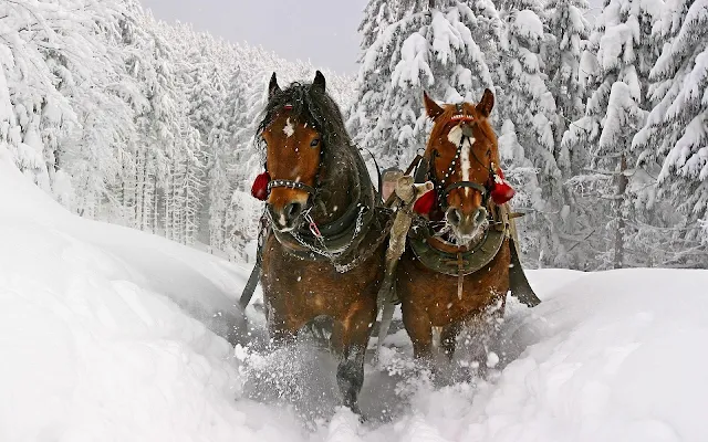 Twee paarden en een slee door de sneeuw