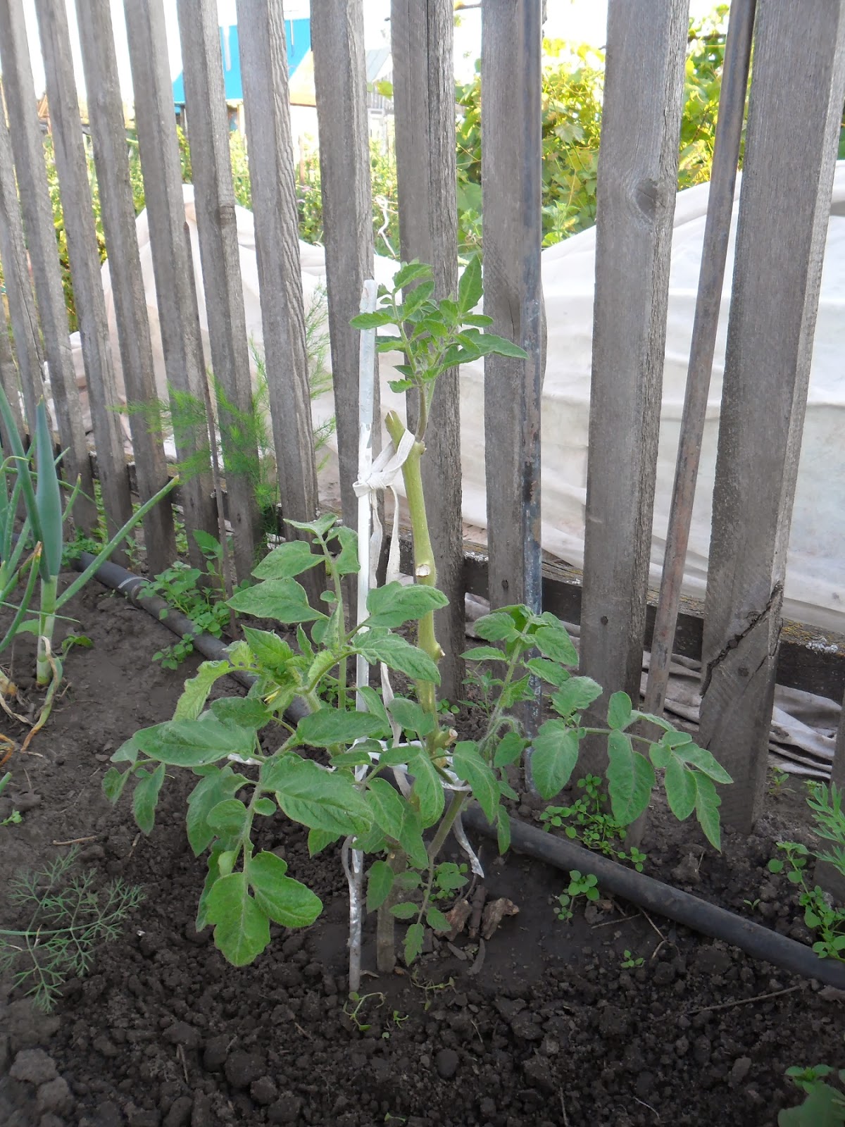 Если тыква замерзла на балконе что делать