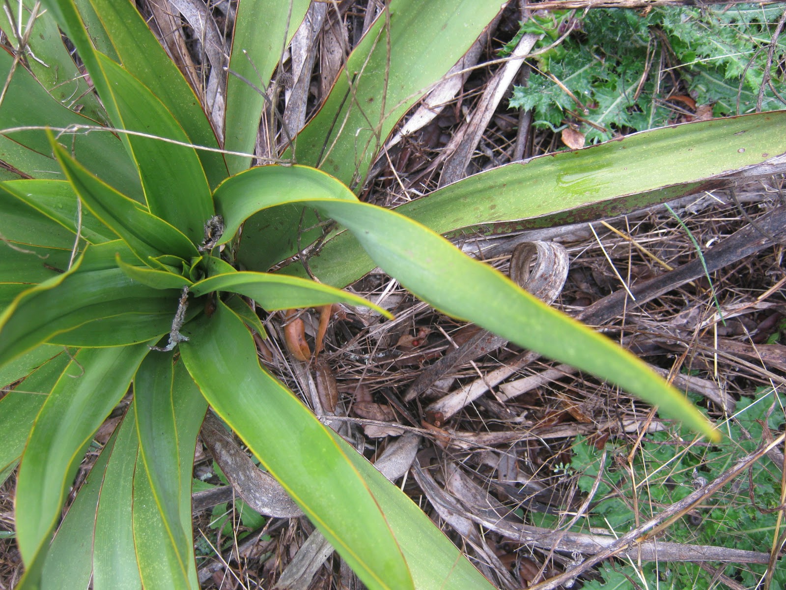 Twisted leaf yucca plant