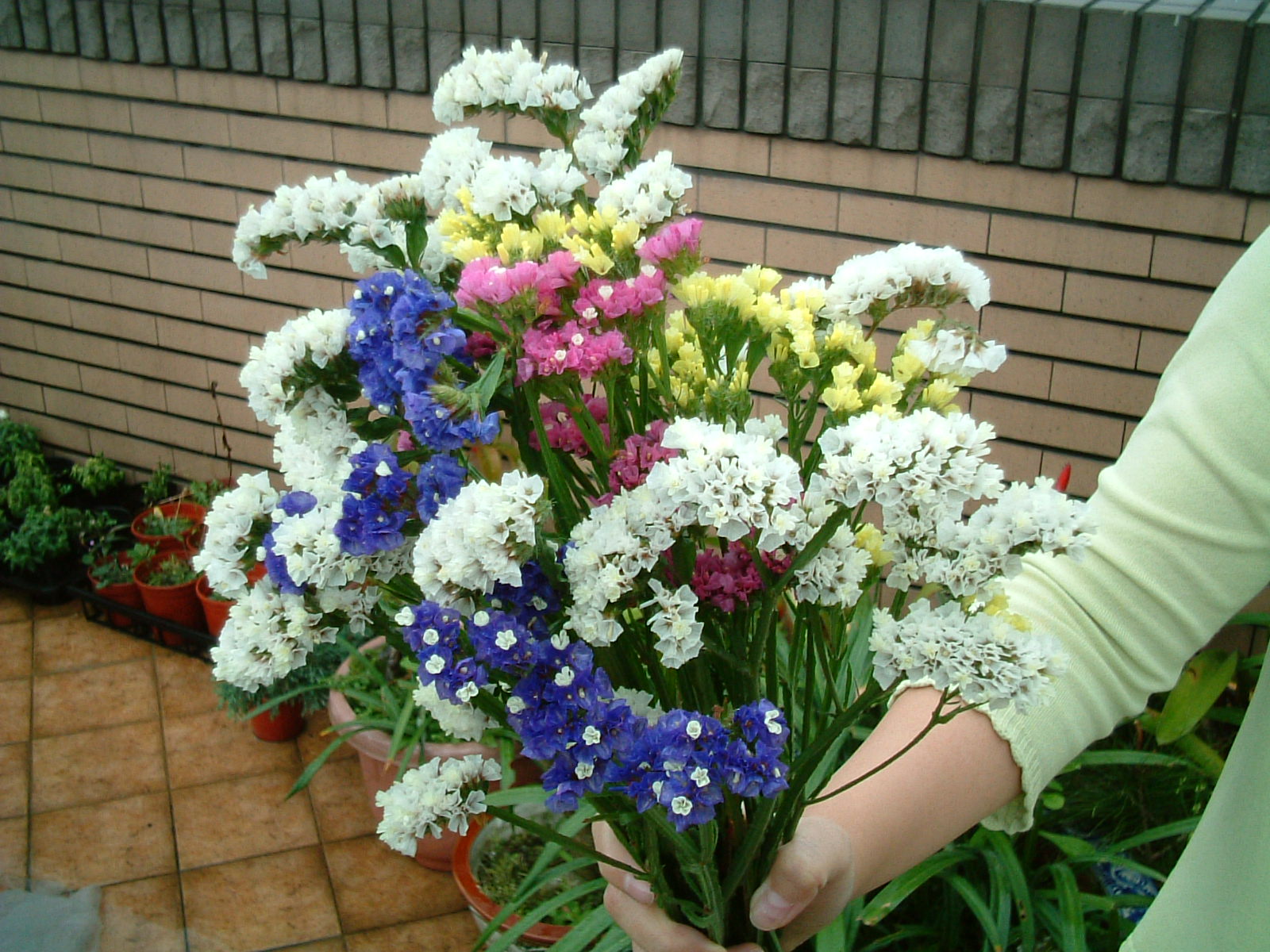 園藝達人栽培術 永恆之星 星辰花 園藝部落格 Igarden 花寶愛花園園藝文摘plus