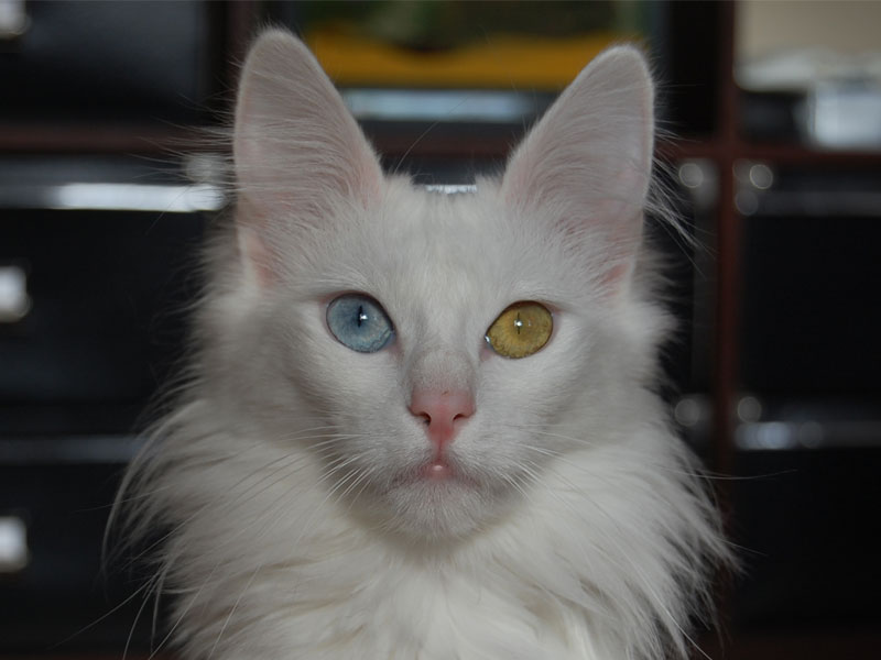 Les chats L'Angora Turc