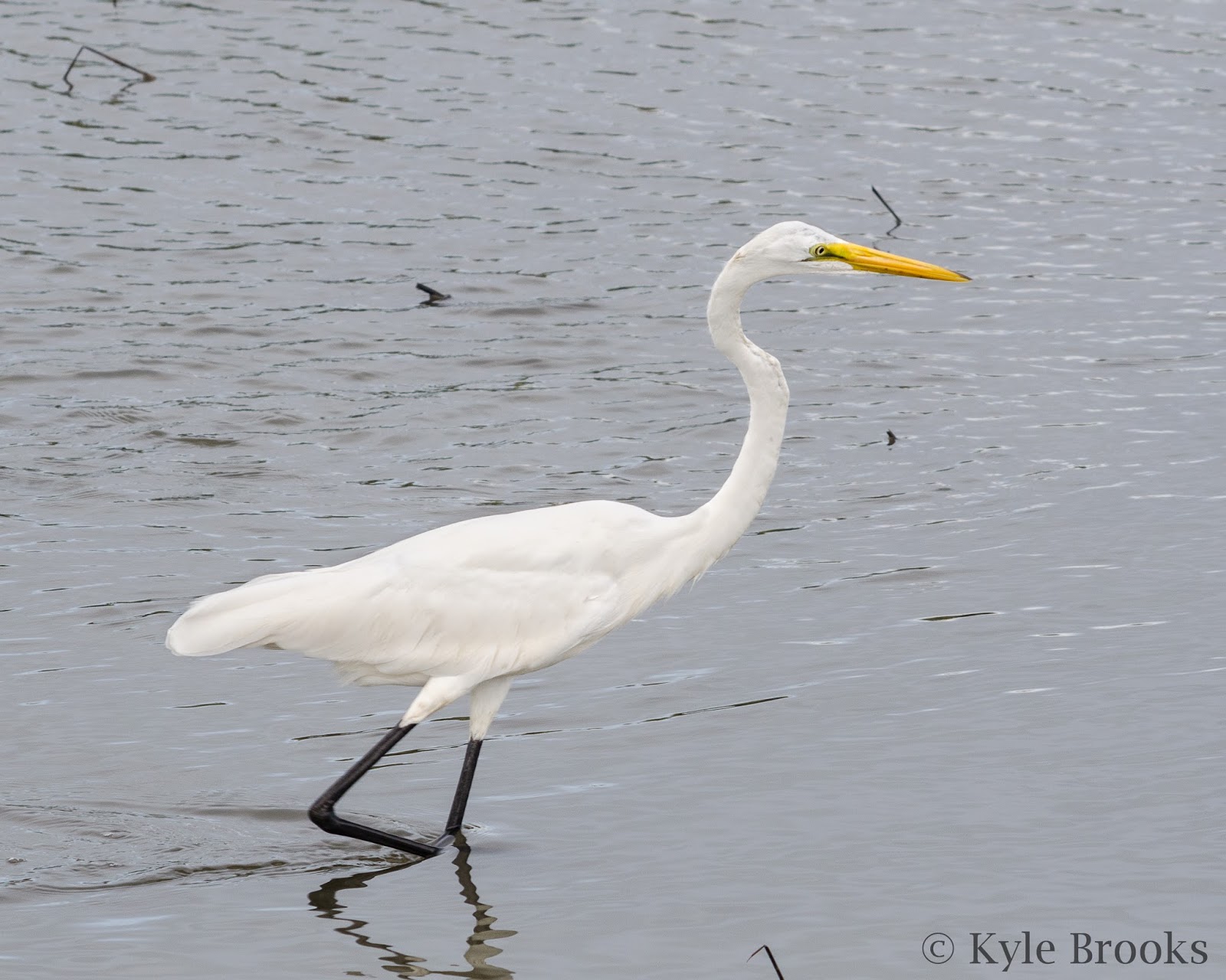 On the Subject of Nature A Few Birds From Huntington Beach State Park