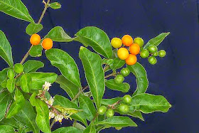kumquat, leaves, flowers