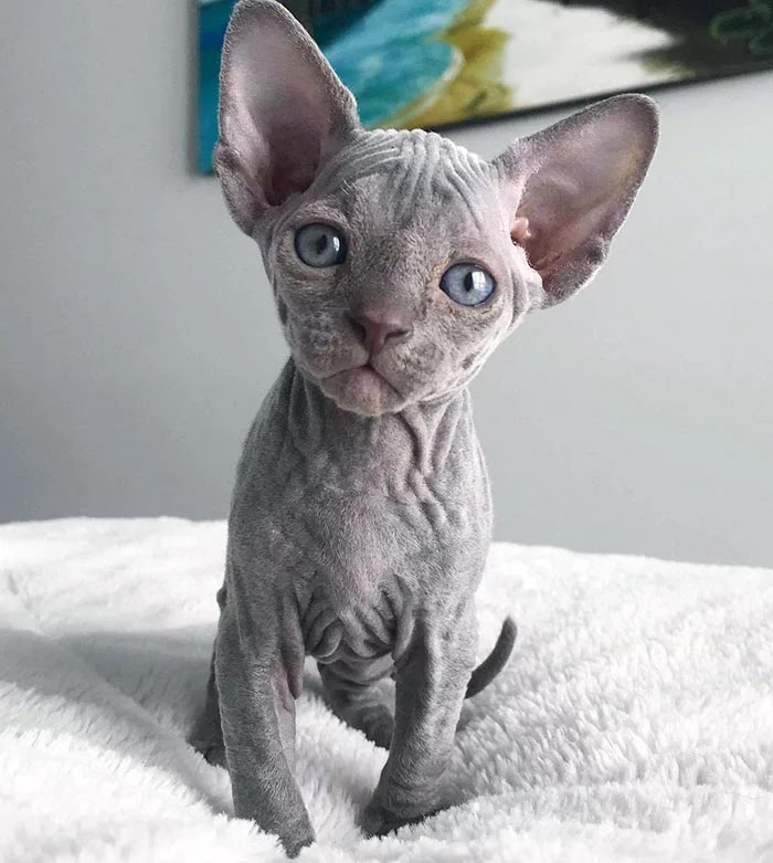 30 Adorable Pictures Of Sphynx Cats Everyone Will Love