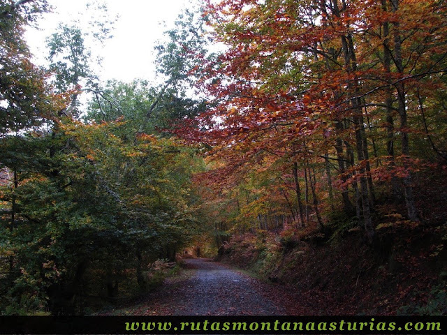 Ruta Bosque de Peloño