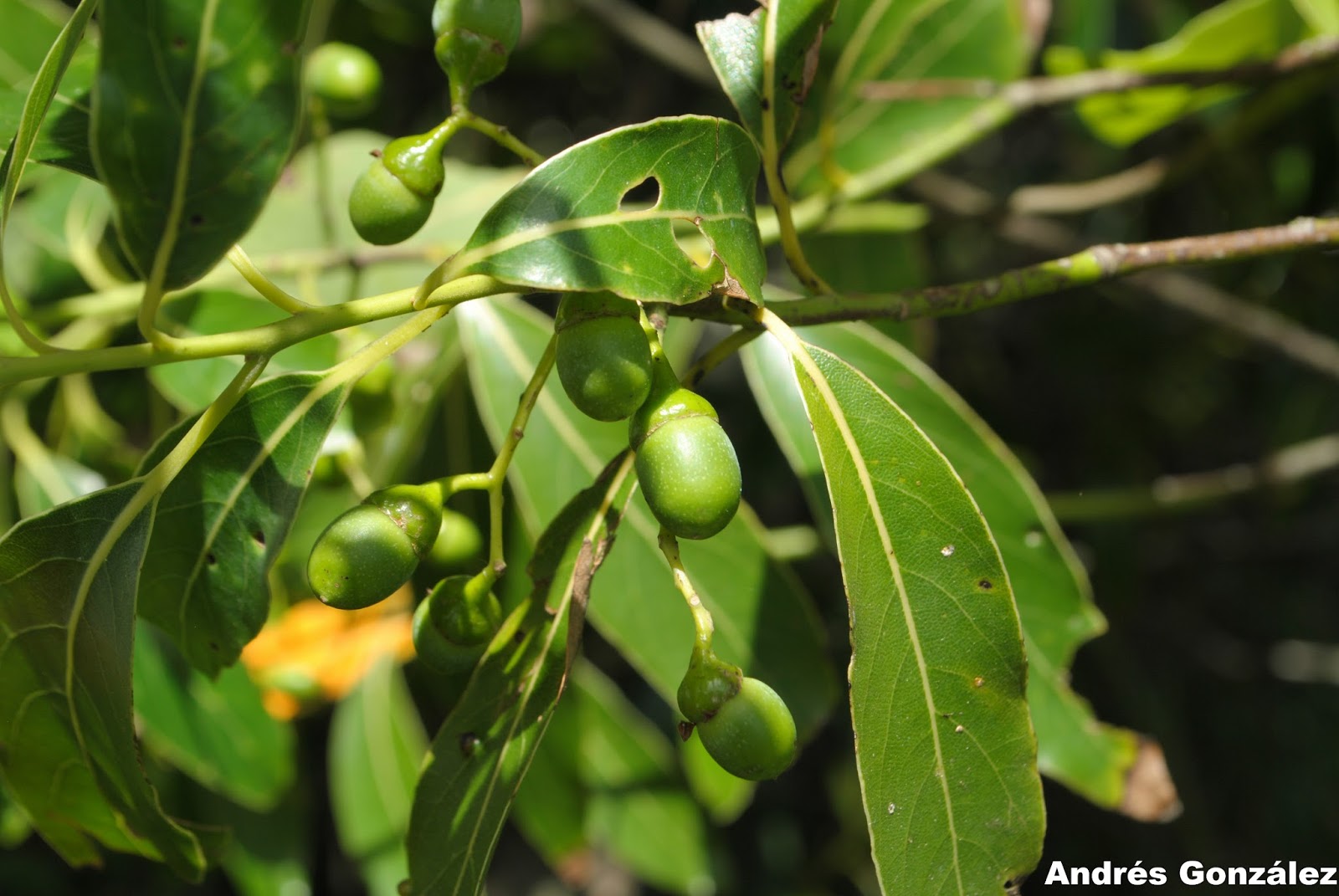 FOTOS DE FLORA NATIVA Y ADVENTICIAS DE URUGUAY Ocotea acutifolia