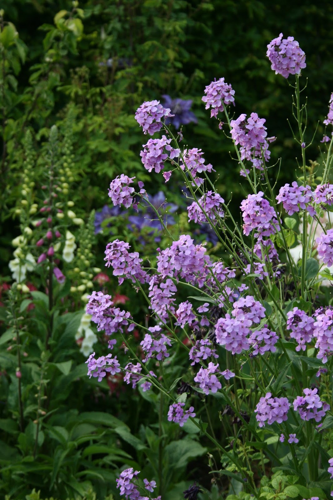 Trädgårdsnattviol Hesperis matronalis bild