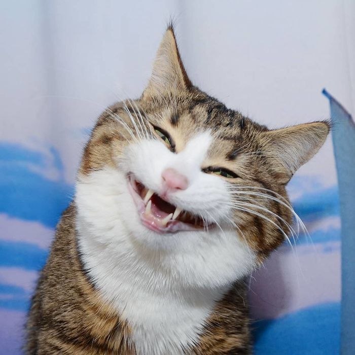 Кошка Рекси