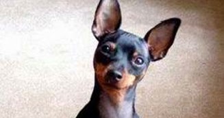 Pinscher 6 meses Outlet