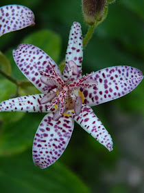 Tricyrtis hirta Toad lily by garden muses-not another Toronto gardening blog