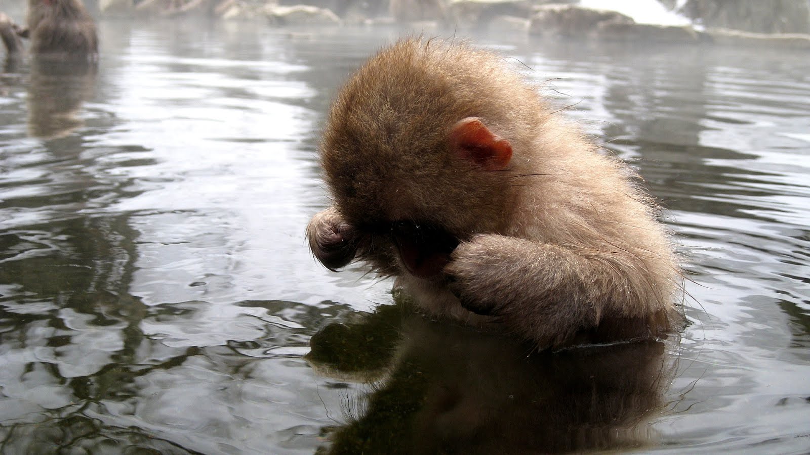 The World's 25 Most Endangered Primates Danger Choices